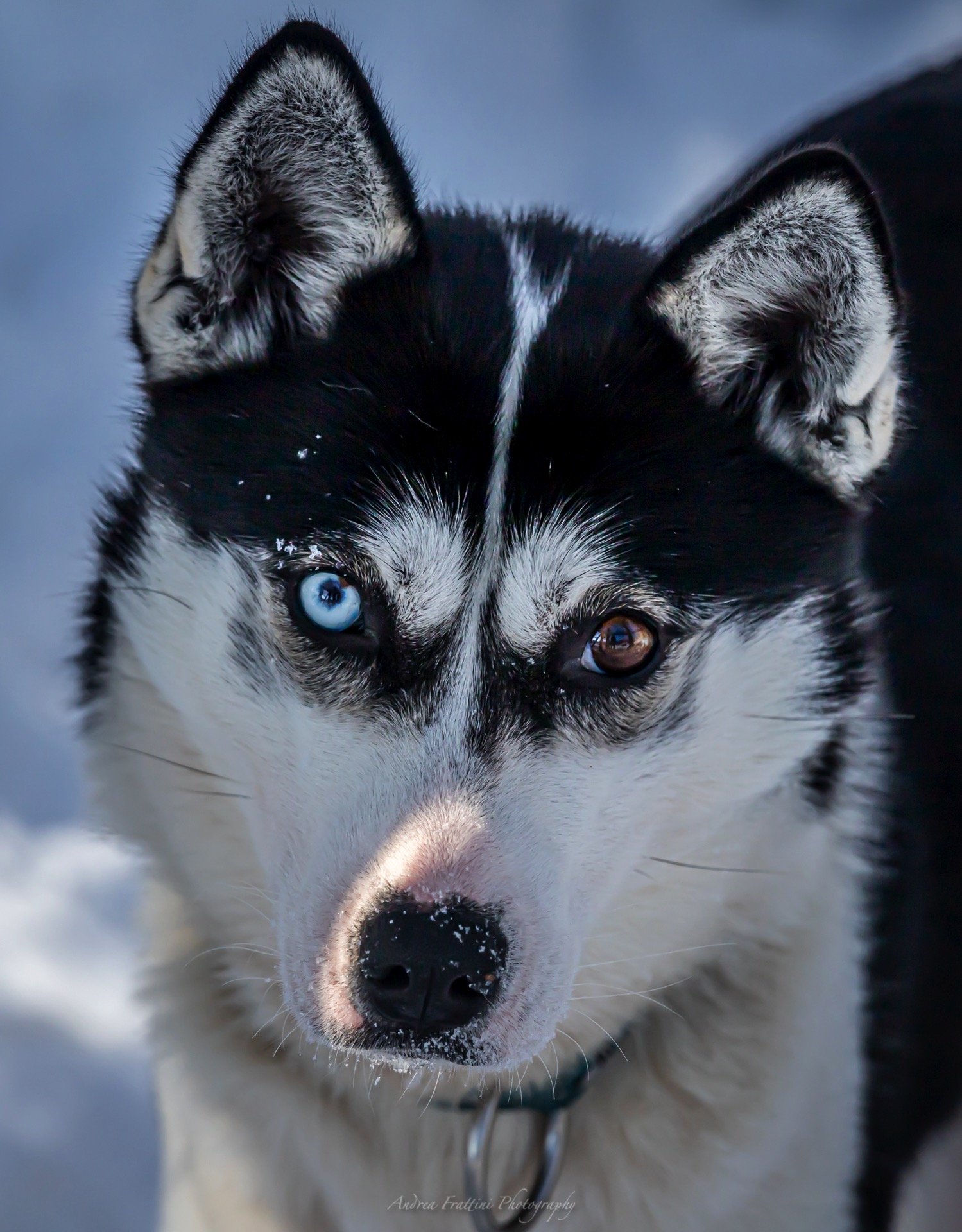 Old Pine Husky Lodge
